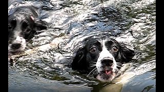 English Springer Spaniels jump in the lake of the Ozarks [upl. by Mallin]