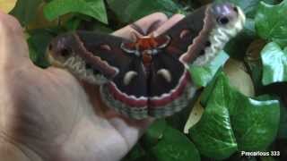 Hyalophora cecropia moth male [upl. by Ainecey]