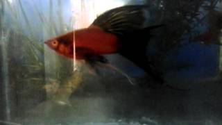 Red wag lyretail swordtail [upl. by Ellek]