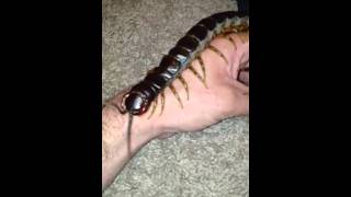 Scolopendra Gigantea Handling [upl. by Mitchell]