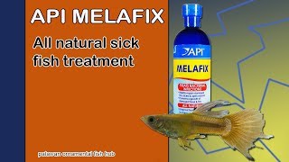 API Melafix  Ich and finrot treament for your fish [upl. by Saville]