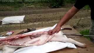 How to roast pork on a spit 2  Come cucinare maialino allo spiedo 2 [upl. by Merrel]