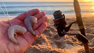 PESCA con TRONCHO de CAMARON pesca de playa [upl. by Cornel712]