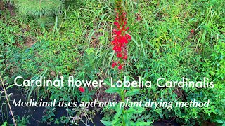 Cardinal Flower Lobelia Cardinalis medicinal uses and new drying method [upl. by Lekar732]