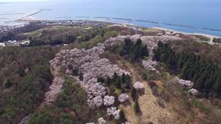 諸上寺公園の桜（新潟県村上市）Cherry Blossoms at Shojoji Park MurakamiCity Niigata Pref Japan [upl. by Grondin687]