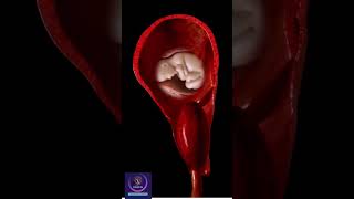 Placenta 3D Animation shorts [upl. by Down310]