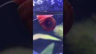 Caracol Planorbis Rojo🐌 curiosidades pezbettas aquarium acuario pezbetta fishtank pez snail [upl. by Jabe]