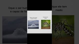 Aedes Aegypti ☠️ aedesaegypti mosquito memes funny edit trending shorts fypシ゚viral fyp [upl. by Llekcir]