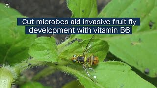 Gut microbes augment invasive fruit fly development through vitamin B6 synthesis [upl. by Ylrebmit195]