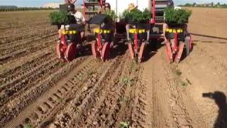 Hemp transplanting in Colorado with CampM Checchi amp Magli transplanter [upl. by Aikemal]