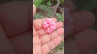 Beautiful Rose flower plant terrace garden flowers plants short plantsviralvideo [upl. by Lehcar]