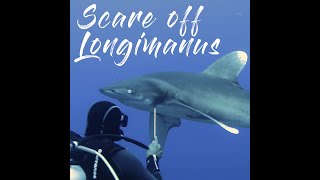 Avoid a shark attack Scare off Longimanus during shark diving at Elphinstone Reef Egypt Red Sea [upl. by Reiche957]