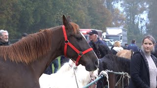 PAARDENMARKT LOTTUM 2024 Part 2 [upl. by Noremac]