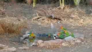 agapornis fischeri drinking [upl. by Pilloff]