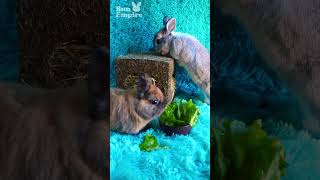 Netherland Dwarf Bunnies LOVING The Hay Cube amp Healthy Snacks [upl. by Groeg]