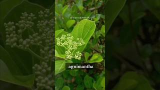 Agnimantha aiapget2024 dravyaguna bams mdayurveda [upl. by Moskow]