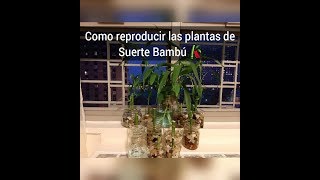 ¿Como Reproducir las plantas de Bambú🎋 En aguaLuckyPlantas de la suerte [upl. by Nie]