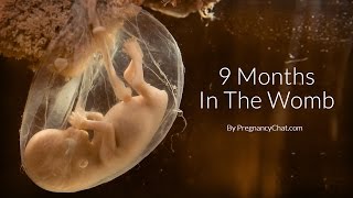 9 Months In The Womb A Remarkable Look At Fetal Development Through Ultrasound By PregnancyChatcom [upl. by Anavlys]