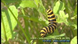 sintjacobsvlinder rups  Tyria jacobaeae  cinnabar caterpillar [upl. by Ainej593]