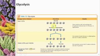 Chapter 07 Microbial Metabolism  Cowan  Dr Mark Jolley [upl. by Eada]