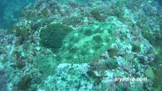 넙치Paralichthys olivaceus Bastard halibut Olive flounder [upl. by Tepper]