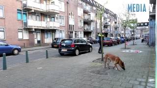 Mogelijke schietpartij op de Laanzichtstraat Rotterdam [upl. by Adidnere]