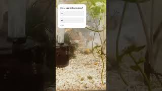 Baby guppy fish amp moly fish love beach molyfish babyanimals aquarium [upl. by Ainevuol]