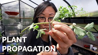 How to Propagate Plants 4 Methods to Master [upl. by Asilak173]