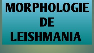 L3 parasitologie la morphologie de leishmania [upl. by Alyled]