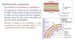 IBL biochemistry RBCs metabolism [upl. by Nosnev]