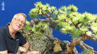 Uncovering the Mystery of Larch Bonsai Trees amp Why I Love Them [upl. by Ronnholm]