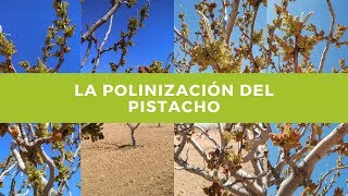 La polinización del pistacho en Abril [upl. by Adnyl]