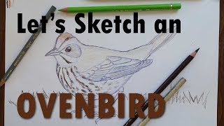 How to Sketch an Ovenbird [upl. by Ennahs]