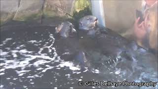 Loutres de mer  Sea Otters  Oceanopolis Brest [upl. by Anura]