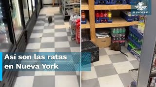 Confunden a rata gigante con perro en Nueva York [upl. by Risa]