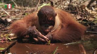 SchlammYoga BOS  orangutande [upl. by Minnaminnie213]