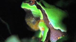 Pine Barrens Tree Frog [upl. by Suoivatnod]