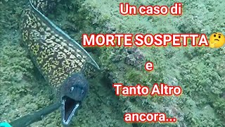 UN CASO DI MORTE SOSPETTA🤔  Pesca Sub da 0 a 8 metri nel giorno delle MURENE  Pescasub basso fondo [upl. by Mccord]