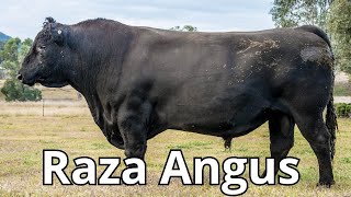 Raza de Ganado Angus Descubriendo su Origen Características y Productividad [upl. by Gambrell487]