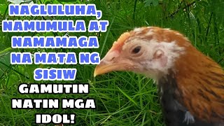 NAGLULUHA NAMUMULA AT NAMAMAGA NA MATA NG SISIW gamutin natin mga idol  BALERIANS GAMEYARD [upl. by Shayn]