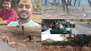 Sasan Gir Safari Vs Devalia Safari  Tips for Gir lion safari  wildlife safari [upl. by Edia]