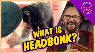 What is HEAD BONK Cat Head Butting  Cat Daddy Dictionary [upl. by Beutler]