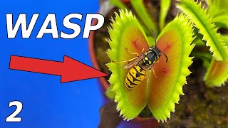 Wasp vs Venus Flytrap  Event 2 [upl. by Rimaj]