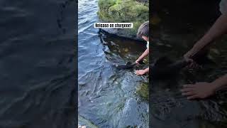 Sturgeon release fishing viralvideo sturgeonfishing fyp [upl. by Gitel]