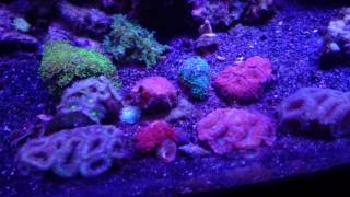 75G Reef Tank [upl. by Isac]