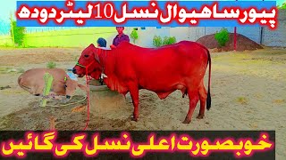 Khubsurat gay Aale nasl ki quality pure Sahiwal 10 litre dudh [upl. by Adnorrehs]