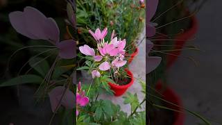 ना स्पाइडर प्लांट और ना ही स्पाइडर लिली बल्कि ये है असली spider flower  Cleome spinosa [upl. by Larina]