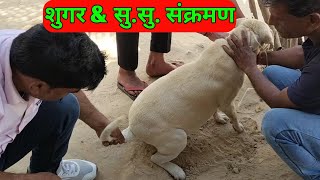 Cystitis  Urethritis  Diabetes  UTI in a dog  Vet Guru Radhe [upl. by Klehm]