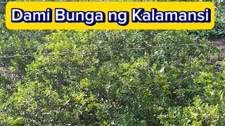 Dami Bunga ng Kalamansi [upl. by Alhak]