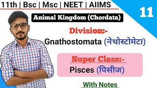 Division Gnathostomata  SuperClass Pisces पिसीज  Classification Of Chordates  By Dadhich Sir [upl. by Laural]